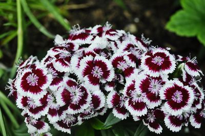 Close-up of pink flowers growing in garden