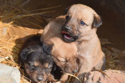 Playful puppies