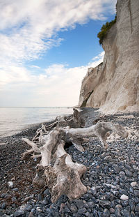 Driftwood on beach by sea against sky