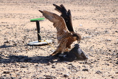 A falcon eats a bird in the shomari reserve in jordan