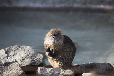Portrait of a nutria sitting on rocks