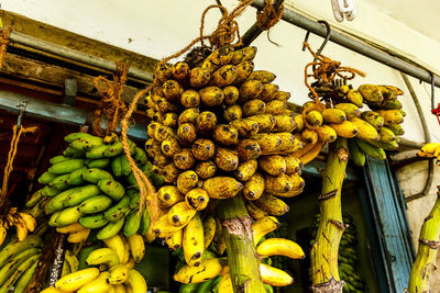 Low angle view of fruits hanging on tree