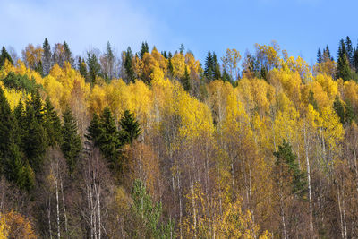 View of yellow autumn trees in forest