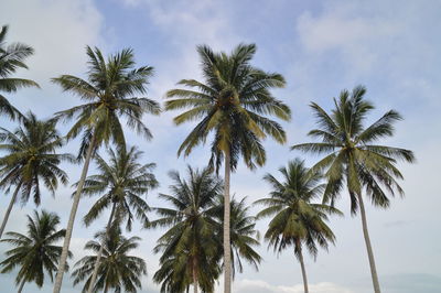 Low angle view of coconut palm trees against sky