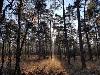 Low angle view of trees in forest