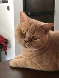 Close-up portrait of a cat at home