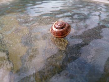 Close-up of snail in water