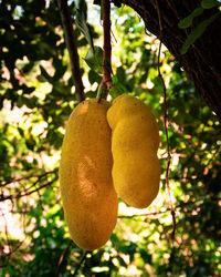 Close-up of fruits hanging on tree