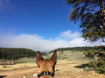 Dog standing on field against sky