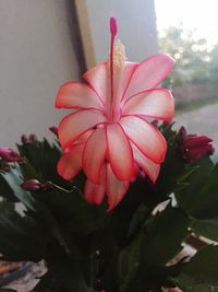 Close-up of pink flowers