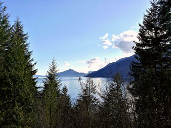 Scenic view of forest against sky