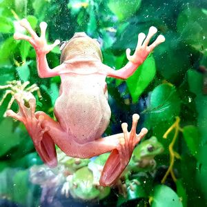 Close-up of fish swimming in sea