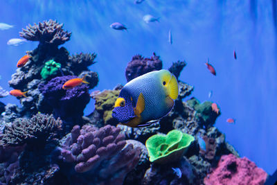 Blueface angelfish swimming in sea