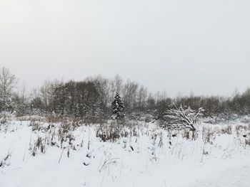 Trees on field against clear sky during winter