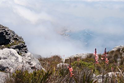 Scenic view of trees and mountains against sky