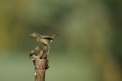 Close-up of bird perching on wooden post