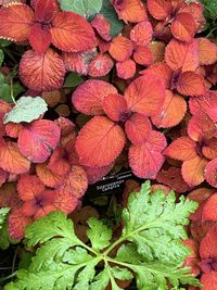 High angle view of red flowering plant leaves