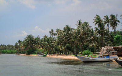 Scenic view of palm trees on shore against sky
