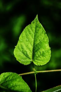 Close-up of wet leaves