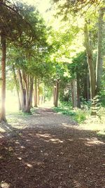 Road passing through forest