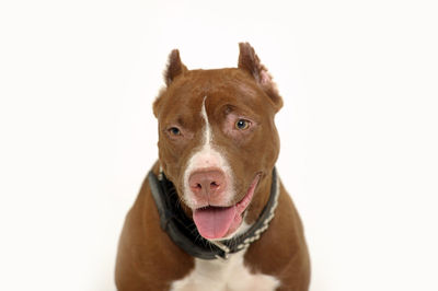 Close-up portrait of a dog over white background