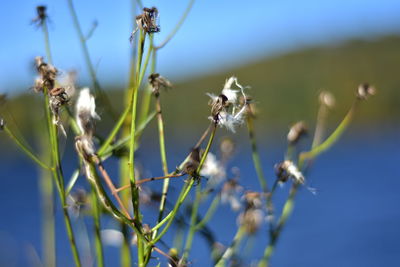 Close-up of flowering plant against blue sky