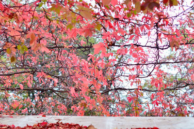 Cherry blossoms in spring during autumn