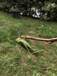 Close-up of grasshopper on a land