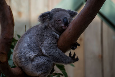 Close-up of a koala sleeping on a tree