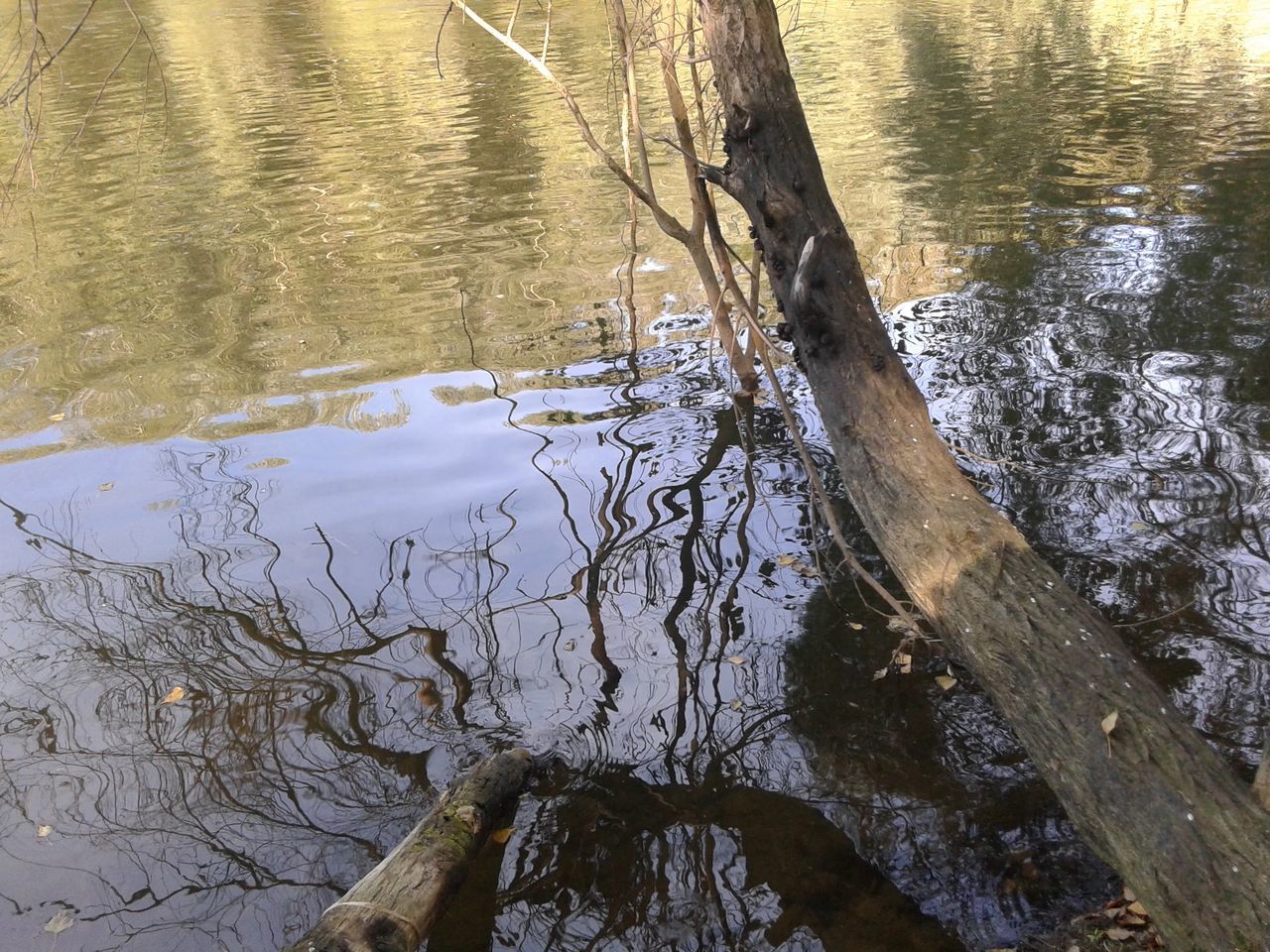 water, reflection, lake, tranquility, rippled, nature, tranquil scene, waterfront, high angle view, beauty in nature, tree, river, tree trunk, lakeshore, scenics, outdoors, no people, day, idyllic, forest