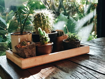 Potted plants on table