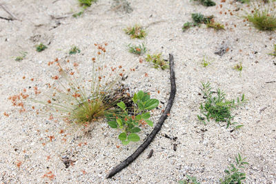 High angle view of snake on land