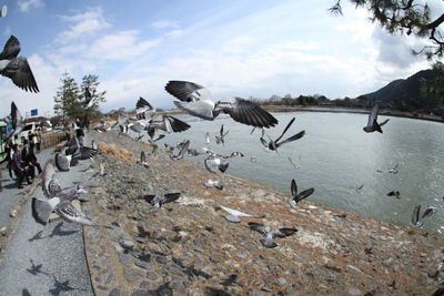 Birds flying over water against sky