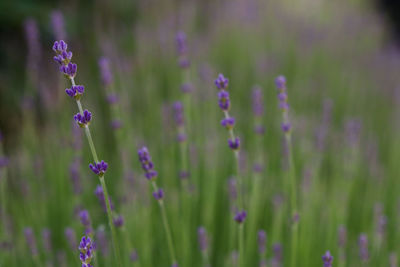 Close-up of purple flowering plants on field