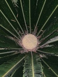 Full frame shot of flowering plant