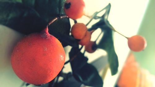 Close-up of fruits hanging on tree