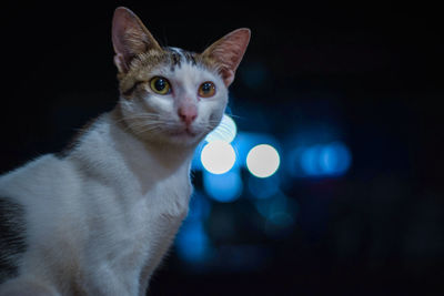 Close-up portrait of a cat