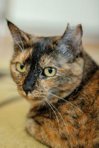 Close-up portrait of a cat looking away