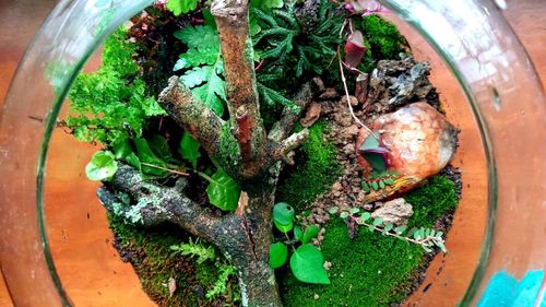 High angle view of potted plant in plate