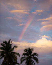 Low angle view of palm tree against rainbow sky during sunset