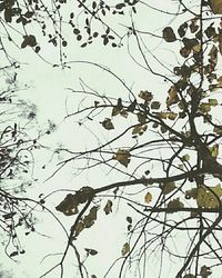 Low angle view of bare trees against sky