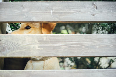 Close-up of dog behind wooden fence