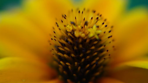 Macro shot of yellow flower