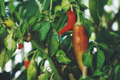 Close-up of red chili peppers