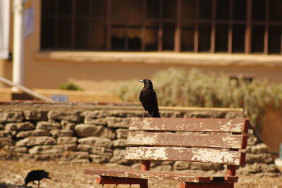 Bird perching on wooden bench