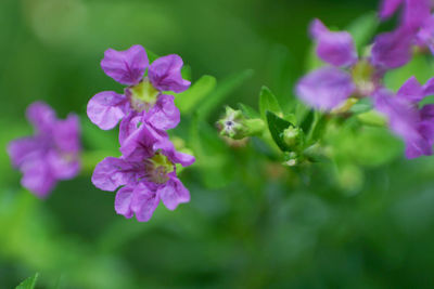 Close-up of purple flowering plant