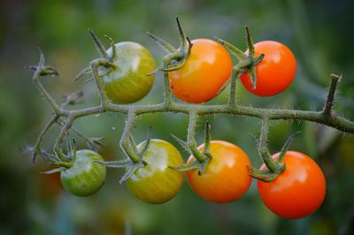 Close-up of tomatoes growing on tree