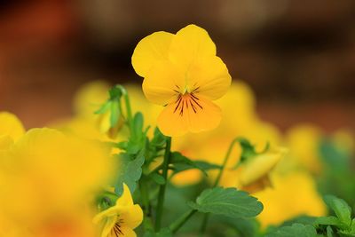 Close-up of yellow flower