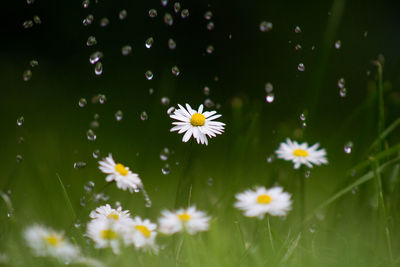 Close-up of white daisy flowers