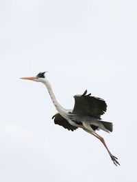 Low angle view of bird against clear sky